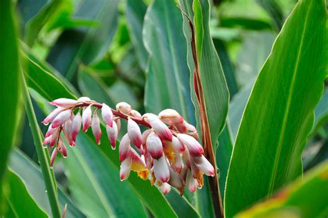 Alpinia zerumbet (Shell Ginger)