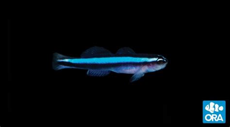 Captive Bred Blue Neon Goby - Sustainable Saltwater Fish