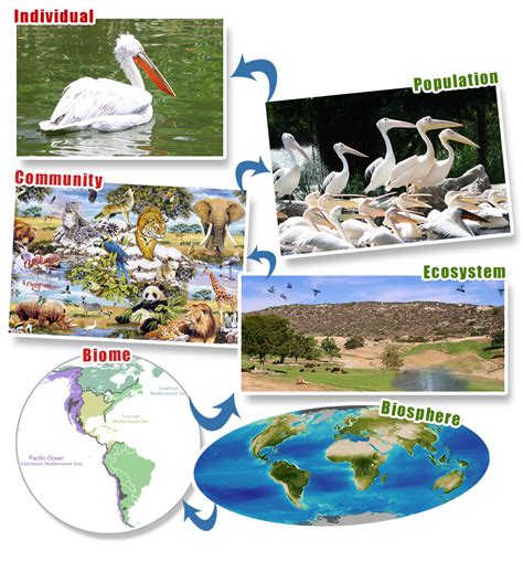 Biosphere Levels Of Ecological Organization Worksheet - Printable Word Searches