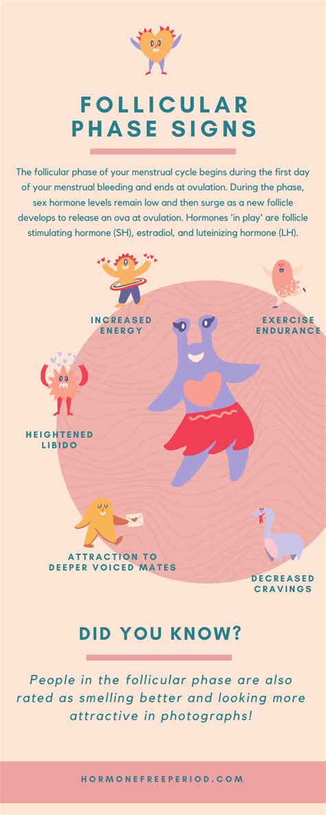 Infographic: Signs You're in the Follicular Phase of the Menstrual Cycle