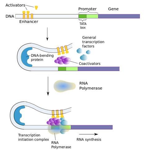 DNA expression and regulation– protein synthesis | It's a natural universe