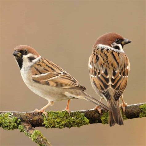 All about the Tree Sparrow - GardenBird