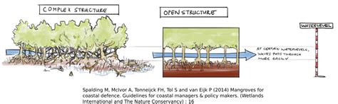 In Praise of Mangroves – Cambodian Fishing Cat Project | Mangrove ...