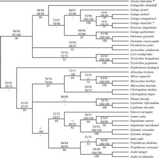 Phylogenetic relationships among 35 species of strepsirrhines as ...