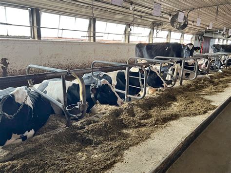 Cattle housing designs: Tie-stall barns - Country Folks