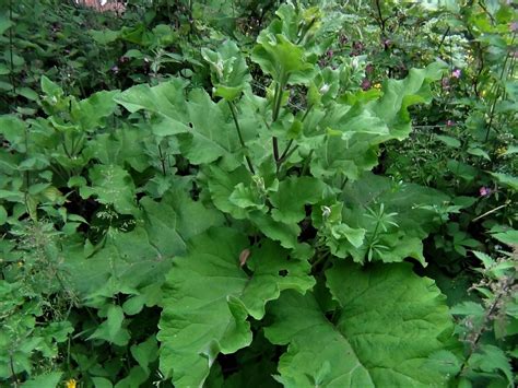 Common Burdock – Cooperative Weed Management Area