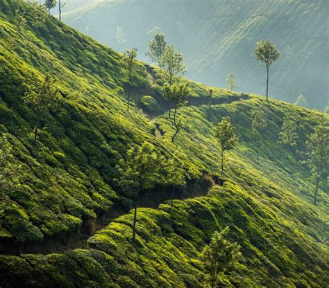 What’s for Tea, Darjeeling? - Asian Geographic Magazines