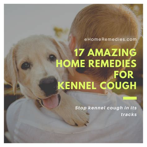 17 Amazing Home Remedies for Kennel Cough