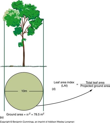 Chapter 4: The Terrestrial Environment Flashcards | Quizlet