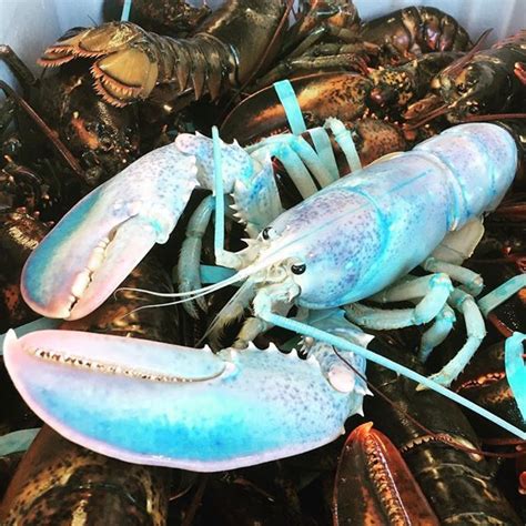 Rare lobsters find their way into N.L. traps | CBC News