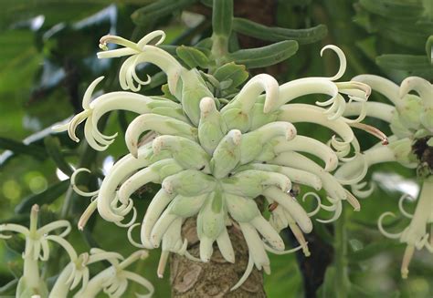 Cyanea superba in the Waiʻanae Mountains | Hawaiian Forest