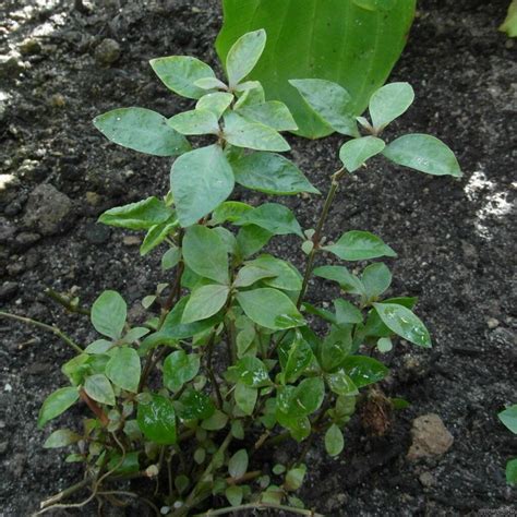 Alternanthera species green – Plant – Plantslive