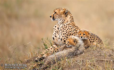 Cheetah with Cubs Maasai Mara