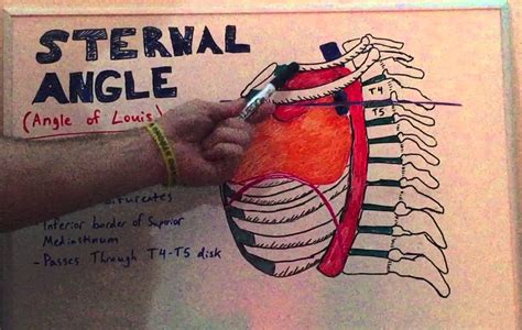 Sternal Angle - Anatomy Lecture for Medical Students - Usmle Step 1 - YouTube