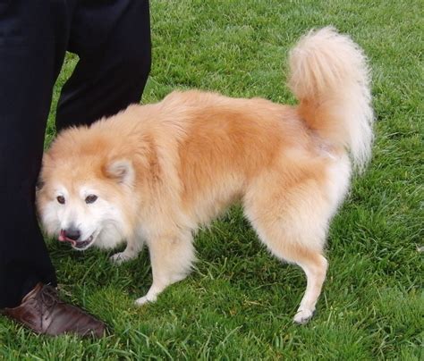 chow chow mixed with poodle - Google Search | POODLE MIXED | Pinterest ...