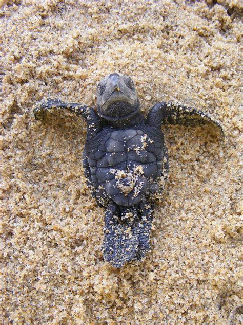 Free Images : cute, wildlife, sea turtle, reptile, fauna, newborn, endangered, vertebrate ...