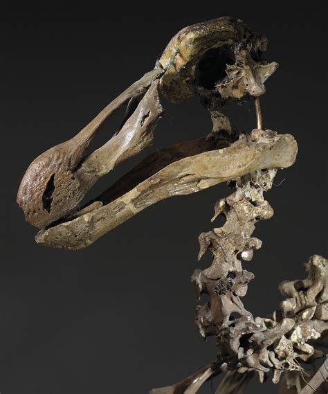 19th century Dodo skeleton could fetch over $500,000 at Christie's