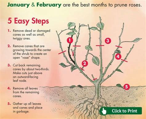 The right way to prune roses | Pruning roses, Growing roses, Hybrid tea ...