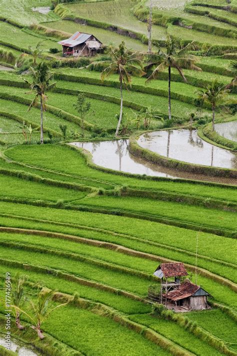 Rice terraces of Bali Stock Photo | Adobe Stock