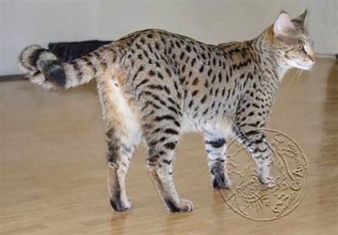 F1 F2 F3 explained for Savannah Cats