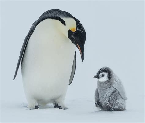 #penguin #penguinsofinstagram #penguinmemes #penguinphotography #love #baby #babypenguin # ️ # ...