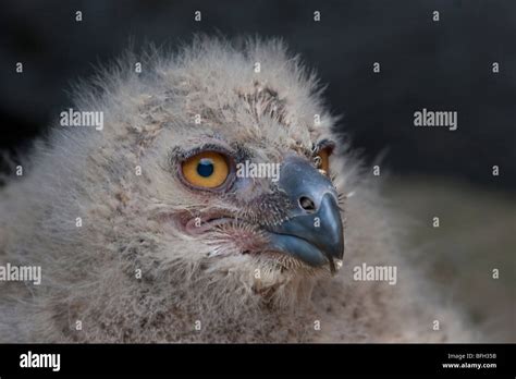 Baby Eagle owl Stock Photo - Alamy