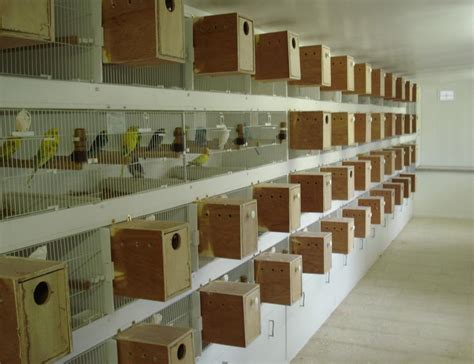 African Love Birds and Cockatiel Cage Models ~ Birds Breeding