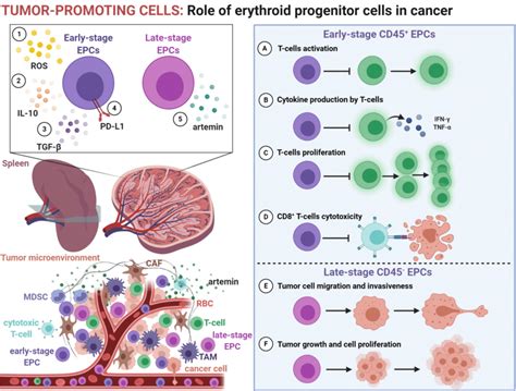 The role of erythroid progenitor cells (EPCs) in cancer. During disease ...