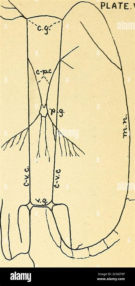 . The anatomy of the common mussels (Mytilus, latus, edulis and ...