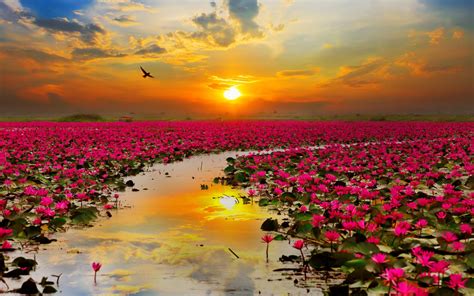 Lotus Sunrise Beautiful Flowers - 1280x800 Wallpaper - teahub.io