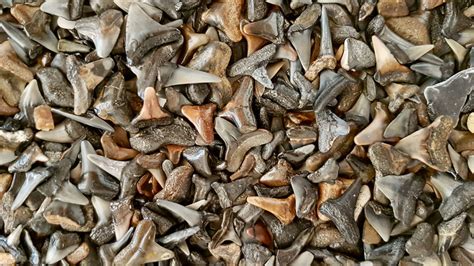 You're Likely To Find Prehistoric Shark Teeth At This Gorgeous Florida Beach