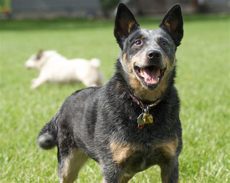 Australian Cattle Dog Breed » Information, Pictures, & More