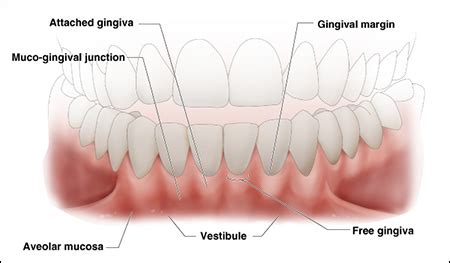 Marginal Gingiva