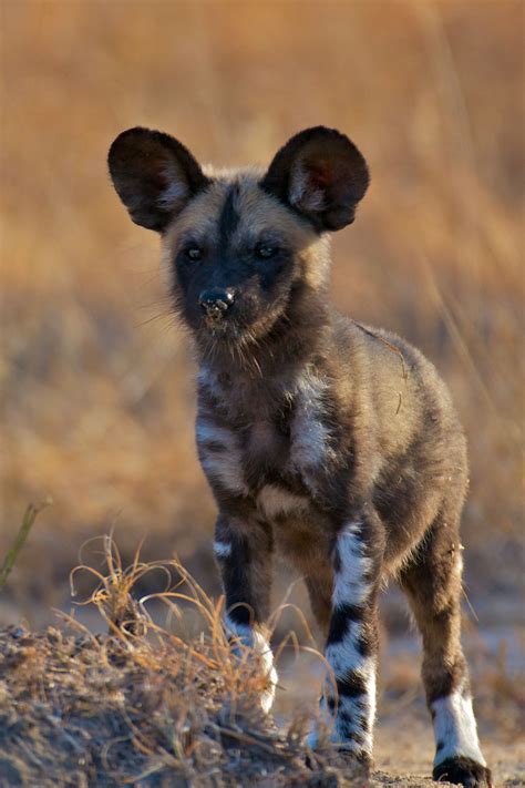 Why Do Humans Kill African Wild Dogs