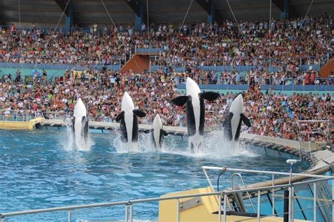 Nice. Transfert d'orques de Marineland : la justice ordonne une ...