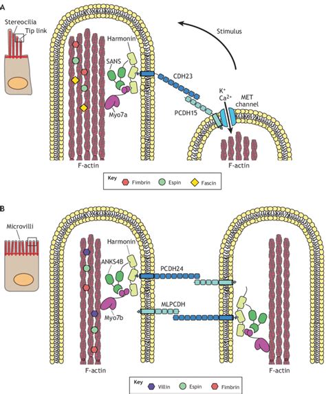 Organization and regulation of stereocilia and microvilli. (A ...