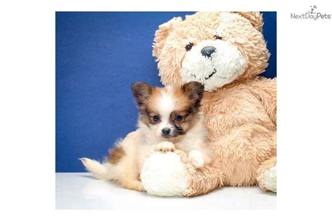 Teacup Papillon Puppy, hes so cute!! | Papillon puppy, Papillion puppies, Papillon puppies for sale