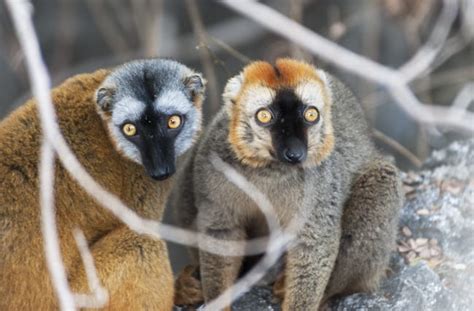 PHOTO GALLERY: Madagascar Animals