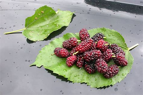 Benefits of Mulberry Plant - Morus Alba Leaves and Mulberries for Health | Mulberry benefits ...