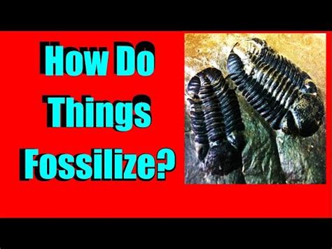 Fossils - How Do Fossils Form - The process of fossilization - how does something fossilize ...