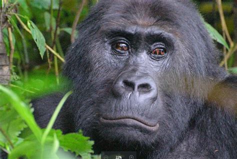 World’s largest gorilla now Critically Endangered