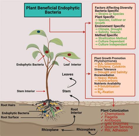 Plant-endophytes interaction and factors affecting diversity of endophytes. | Download ...