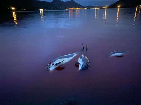 Faroe Islands to evaluate traditional hunt after slaughter of 1,400 dolphins