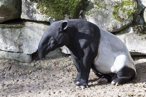 300,000+ Free Tapir Animal & Animal Images - Pixabay