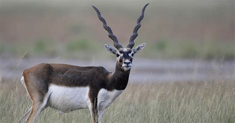 Gyan Lab: काला हिरन- Blackbuck(Kala Hiran)