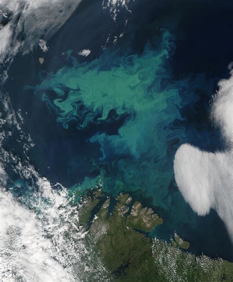 Phytoplankton bloom in the Barents Sea - Full size