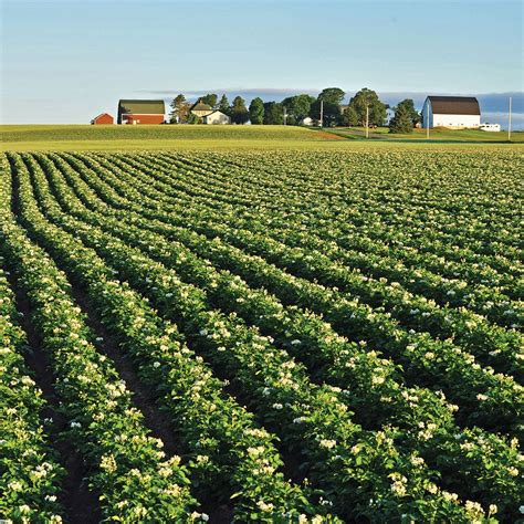 Idaho, Maine Potato Industries Deal with Effects of COVID-19 | Potato Grower Magazine