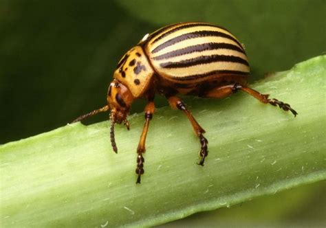 Free picture: colorado, potato, beetle, leptinotarsa, decemlineata, insect