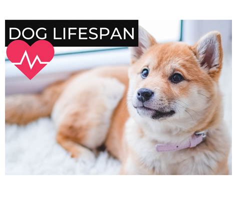 What Are Top Factors In Dog Lifespan?