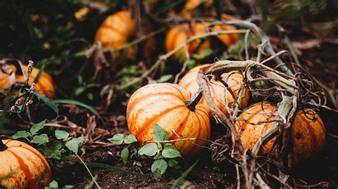 When to pick a pumpkin off the vine | Homes & Gardens